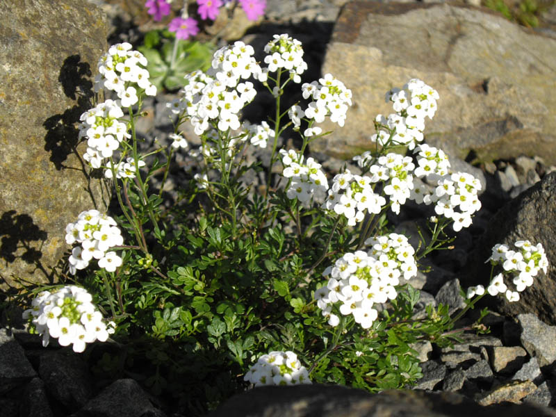 Hornungia alpina photo